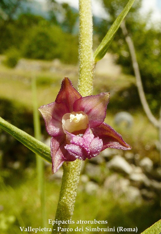 Le orchidee di Vallepietra nel Parco Naturale dei Monti Simbruini (Roma).